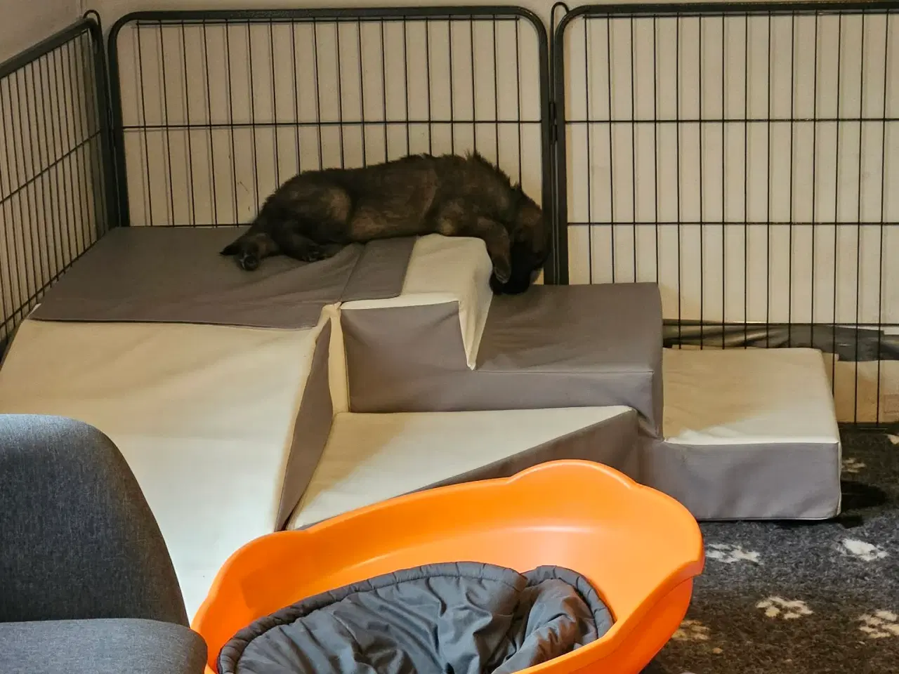 Billede 4 - lækre Leonberger hvalpe