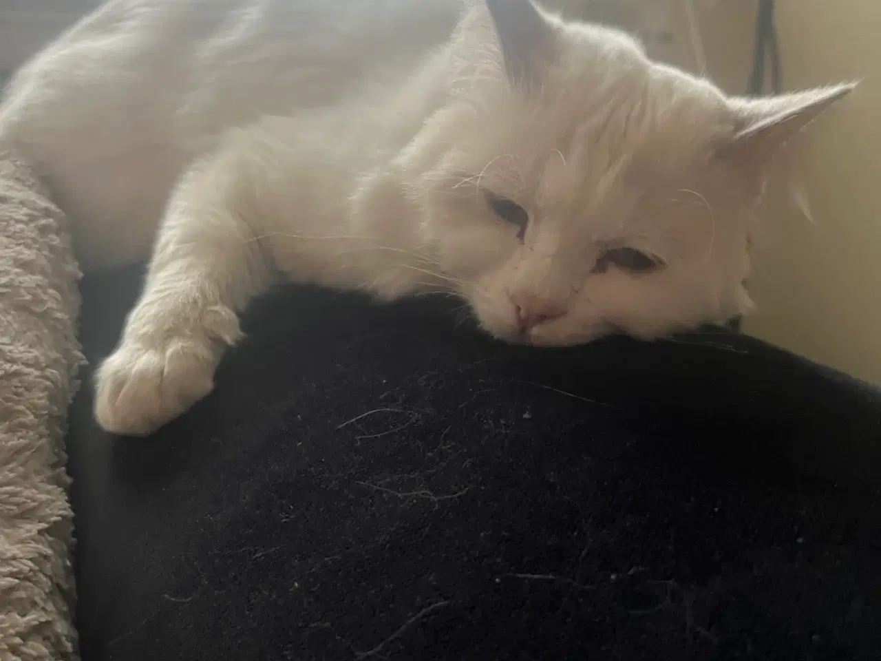 Billede 4 - Smuk Ragdoll-hankat søger nyt kærligt hjem