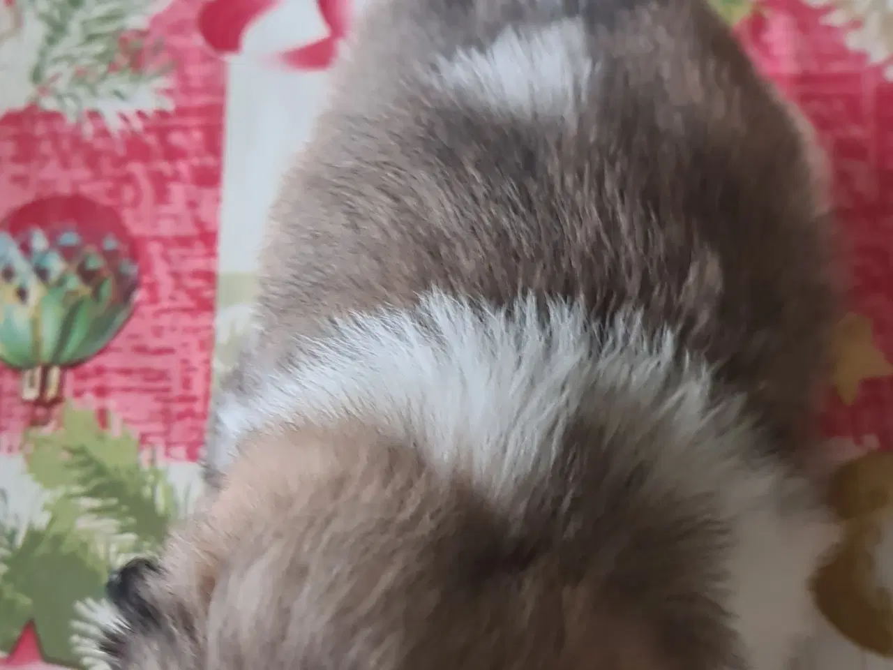 Billede 5 - 2 lækkere drenge