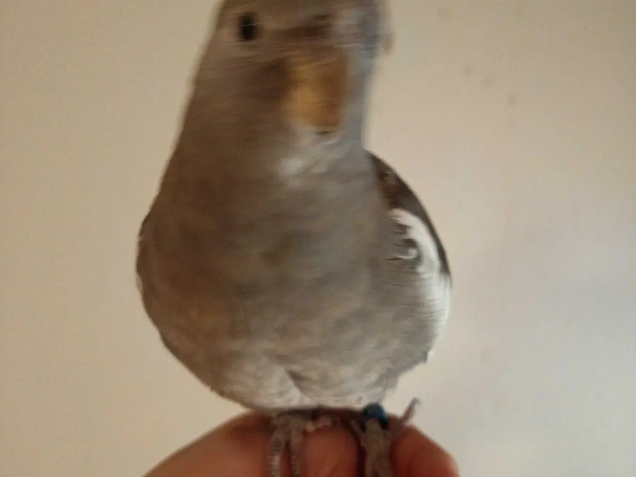 Billede 4 - Nymfeparakit 0 år