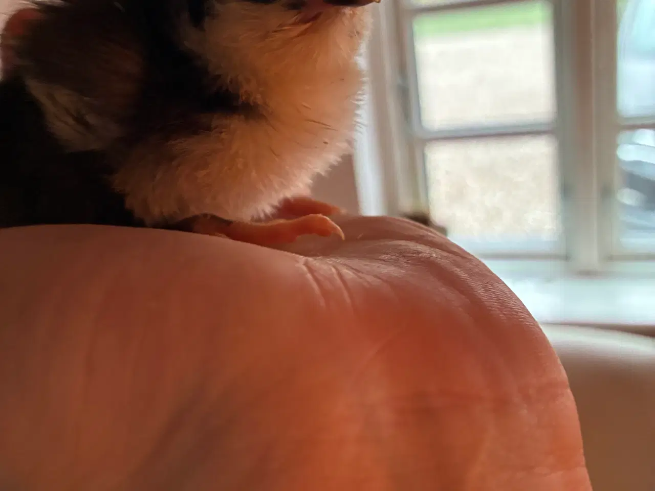 Billede 8 - Daggamle kyllinger 