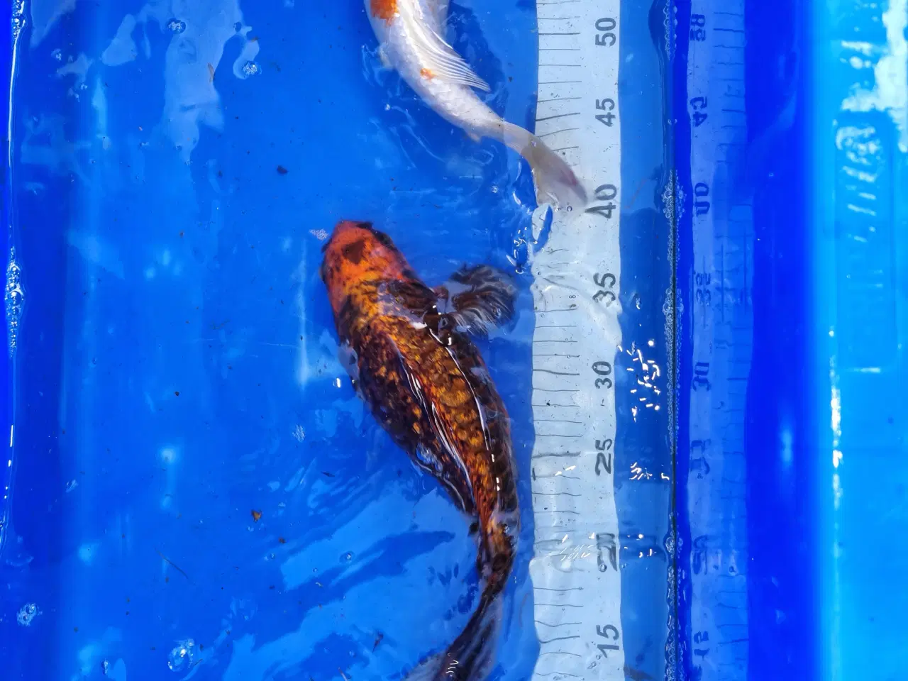 Billede 5 - Butterfly koi og koi