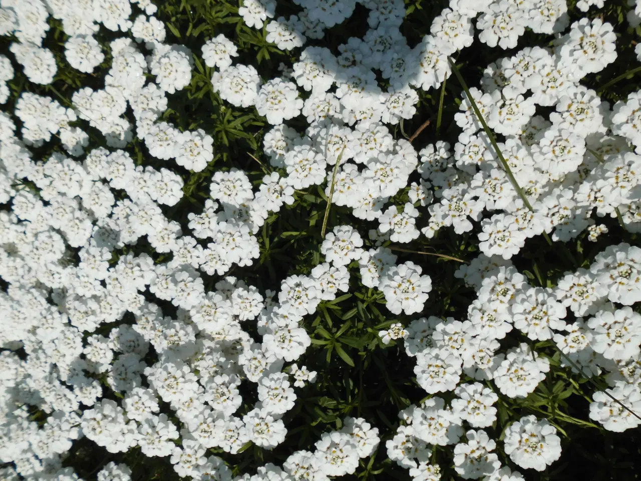 Billede 2 - Bunddække med hvide blomster. 