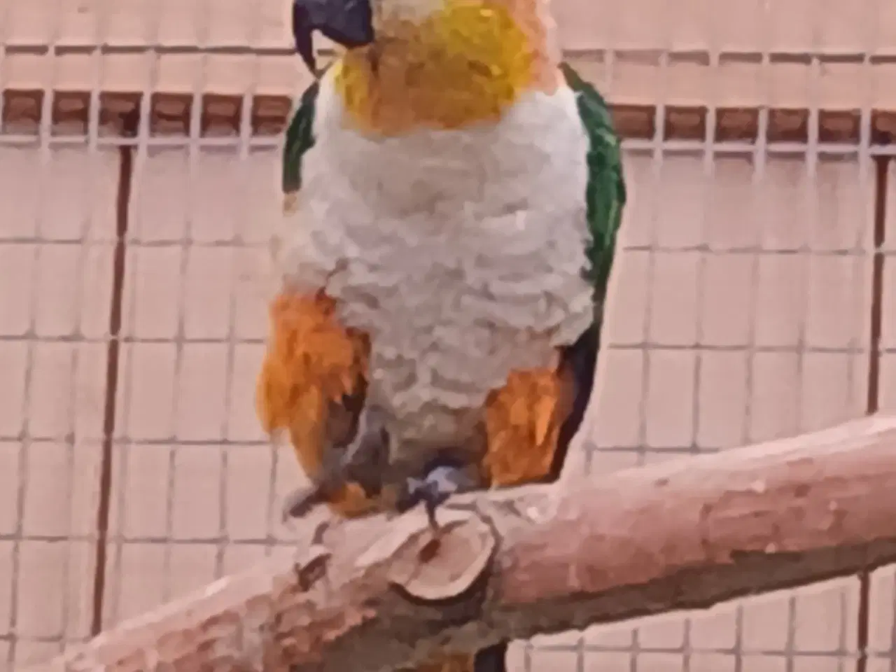 Billede 1 - Sorthovedet  caique 