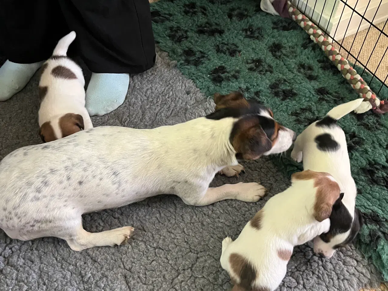 Billede 5 - Jack Russell hvalpe