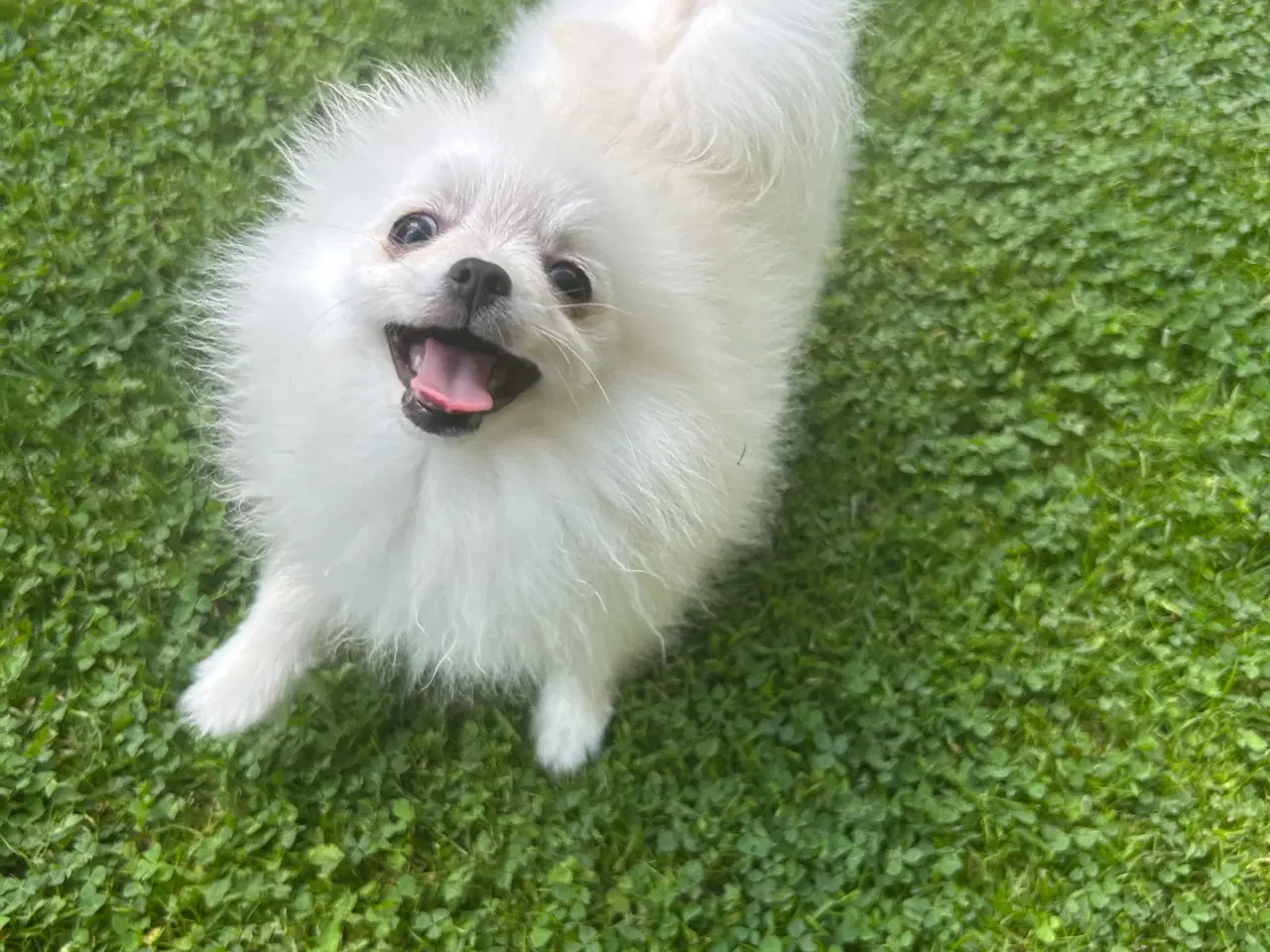 Billede 1 - Mini Pomerania 4 måneder 