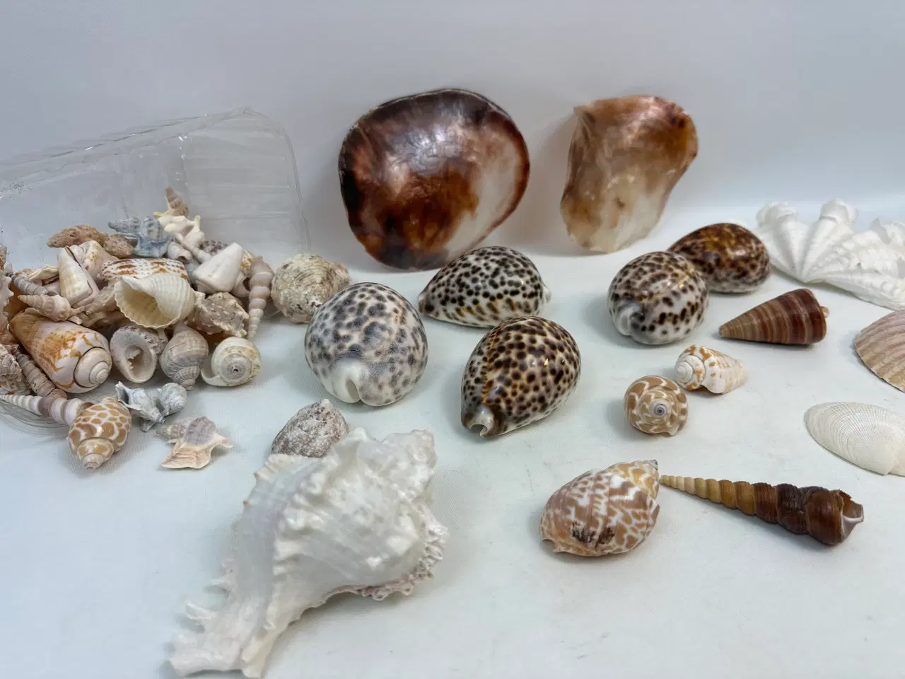 Billede 5 - Stor samling sneglehuse, skaller og konkylier  