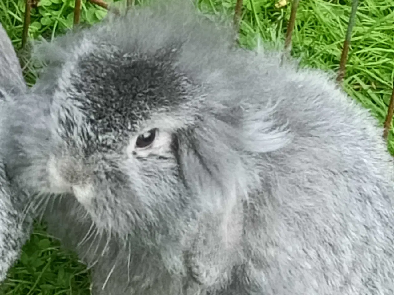 Billede 11 - Minilop/Dværg vædder unger.