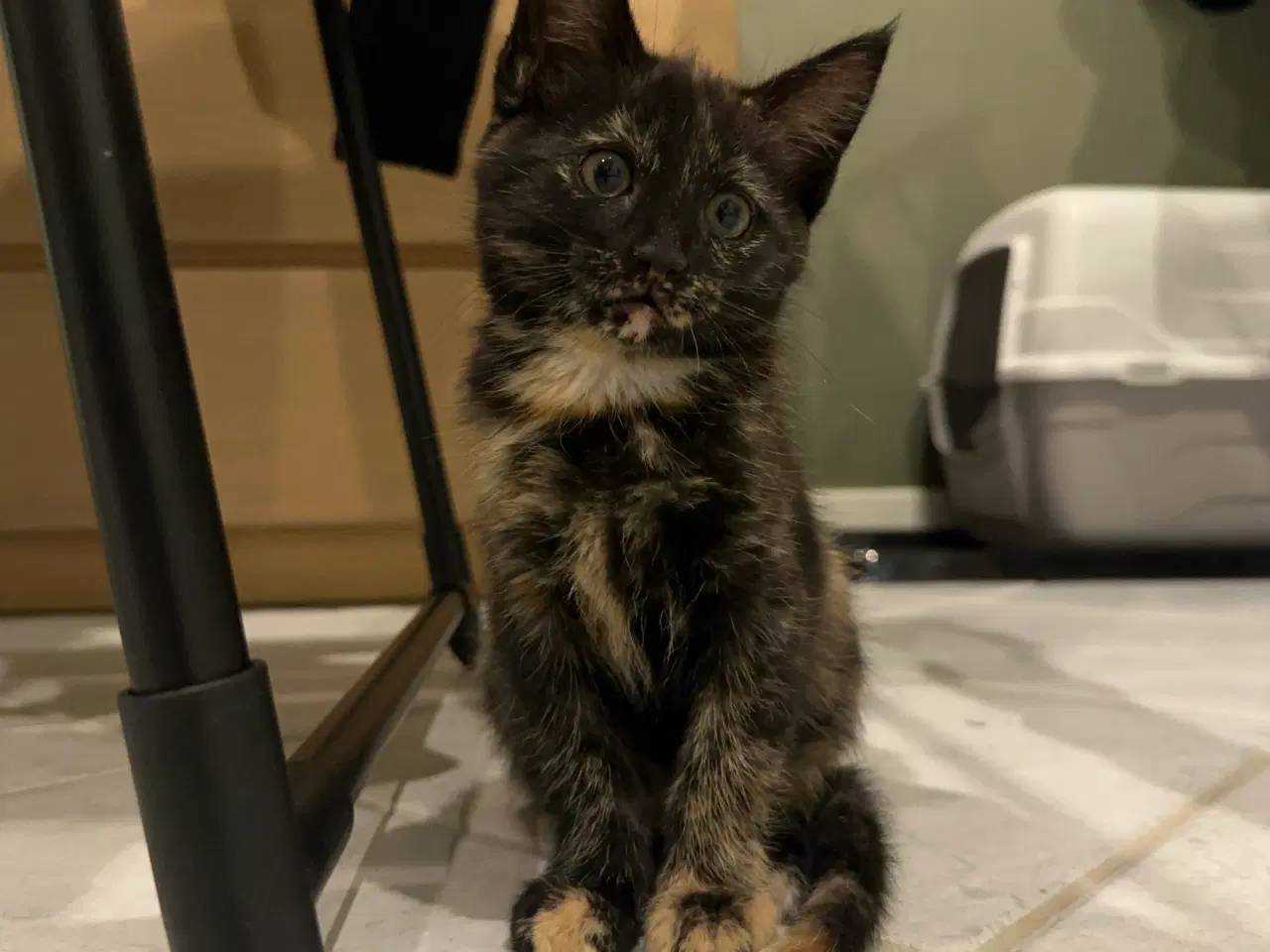 Billede 3 - Kattekilling