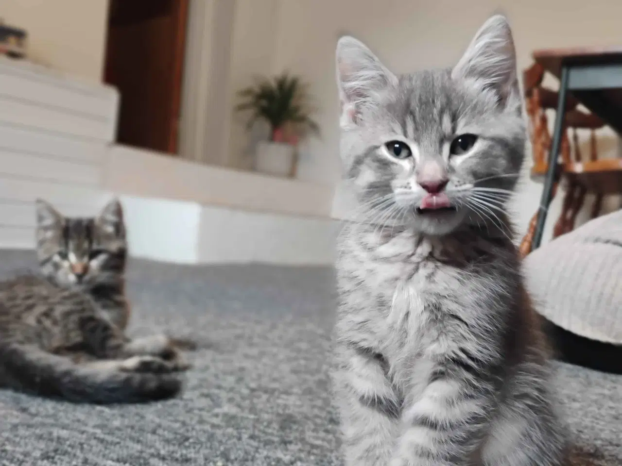 Billede 5 - Killinger søger gode hjem (reserveret) 