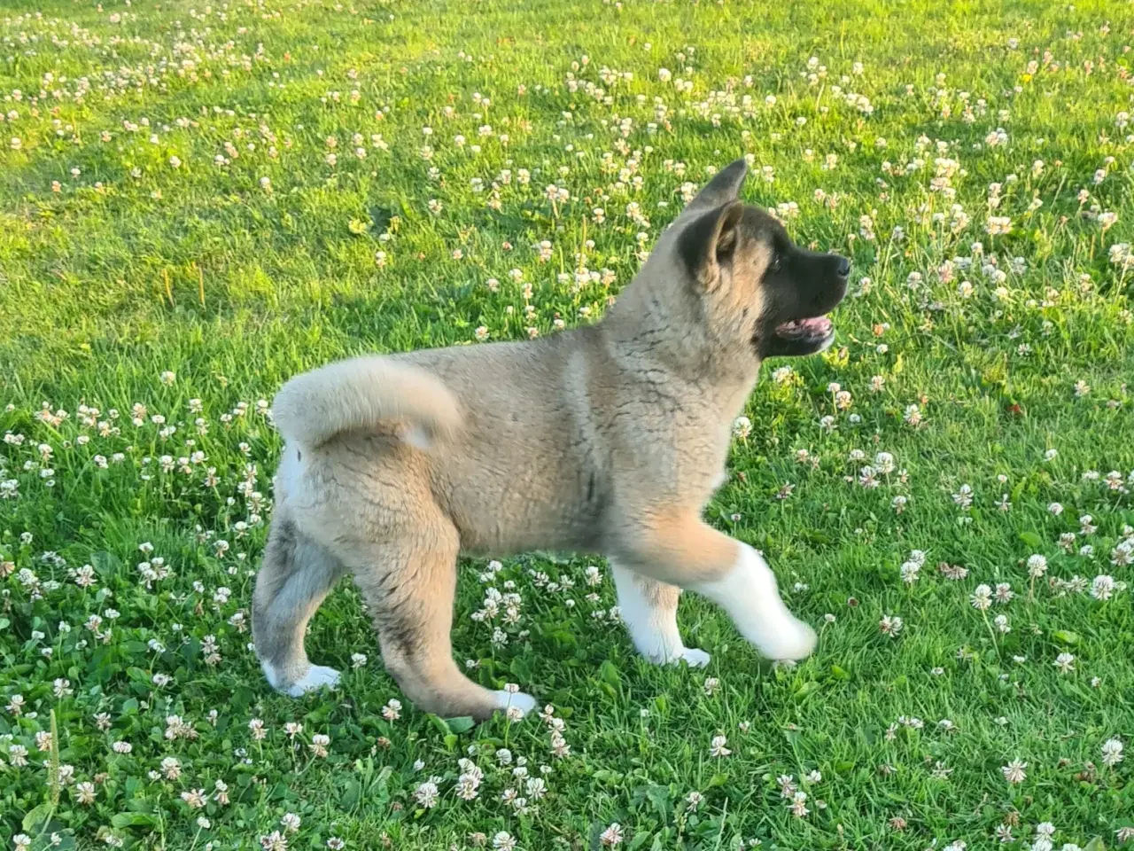Billede 2 - Dreng hundehvalp Akita American 