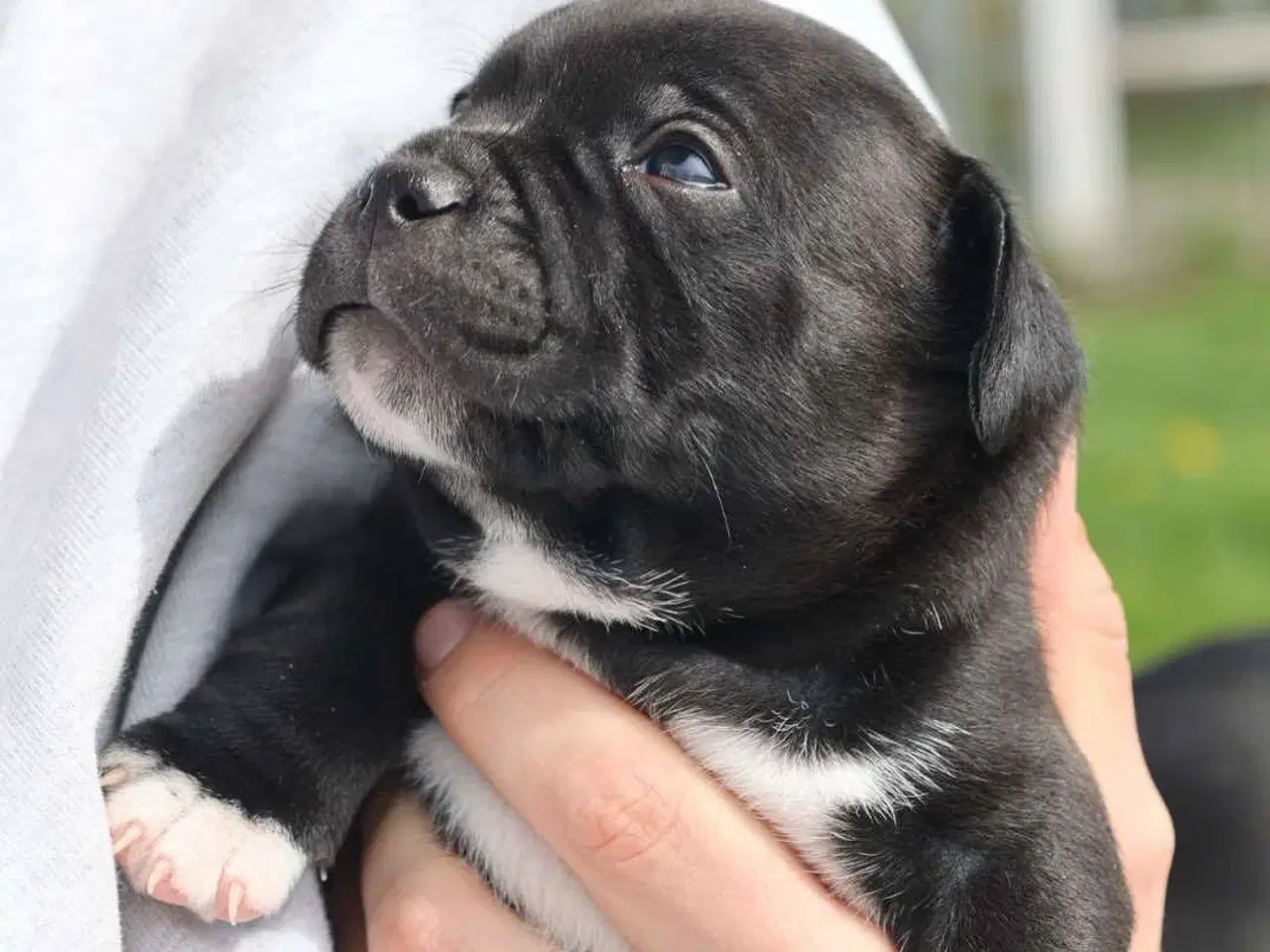 Billede 5 - Staffordshire Bull Terrier hvalpe