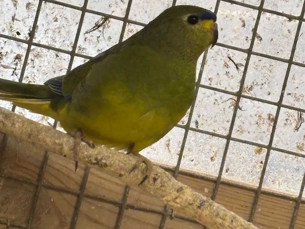 Billede 2 - Græsparakit elegant