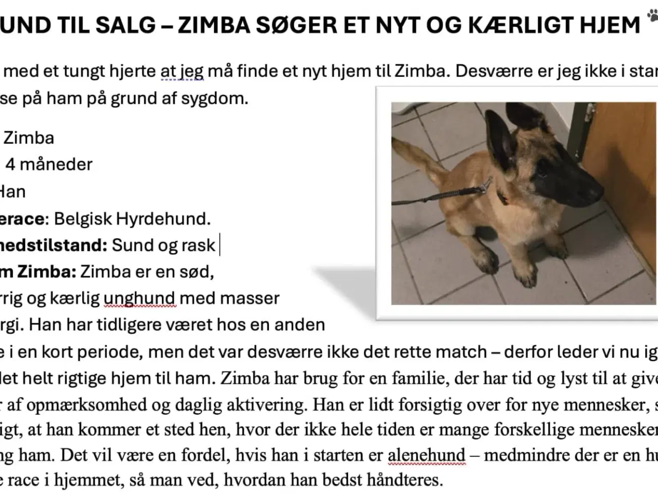 Billede 1 - Malinois