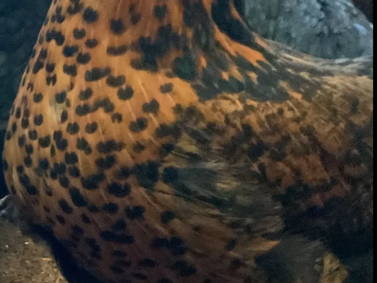 Billede 1 - Halv Ayam Cemani halv Pavlov