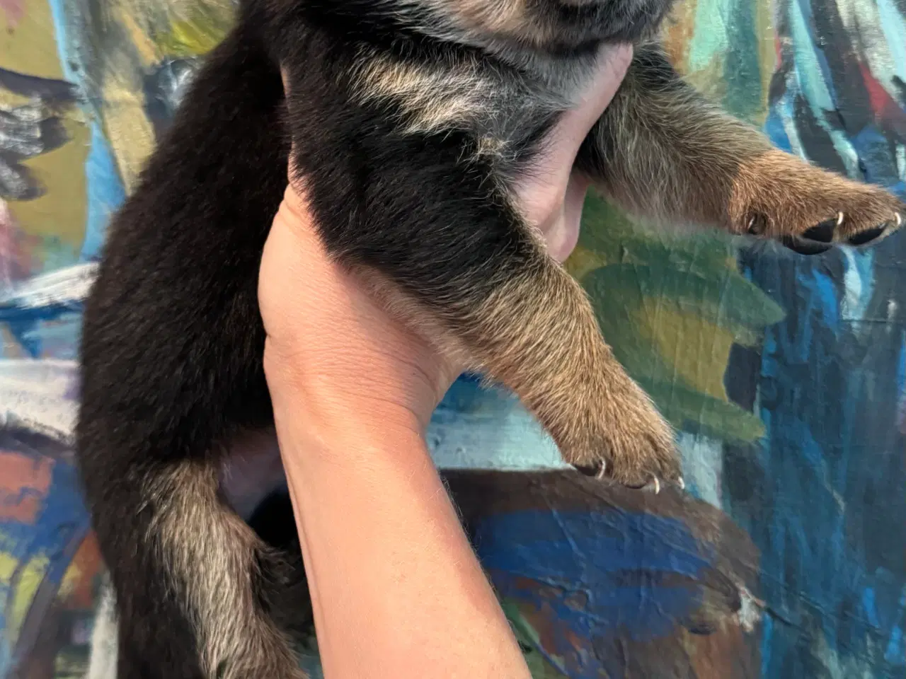 Billede 14 - Golden Retriever & Rottweiler mix