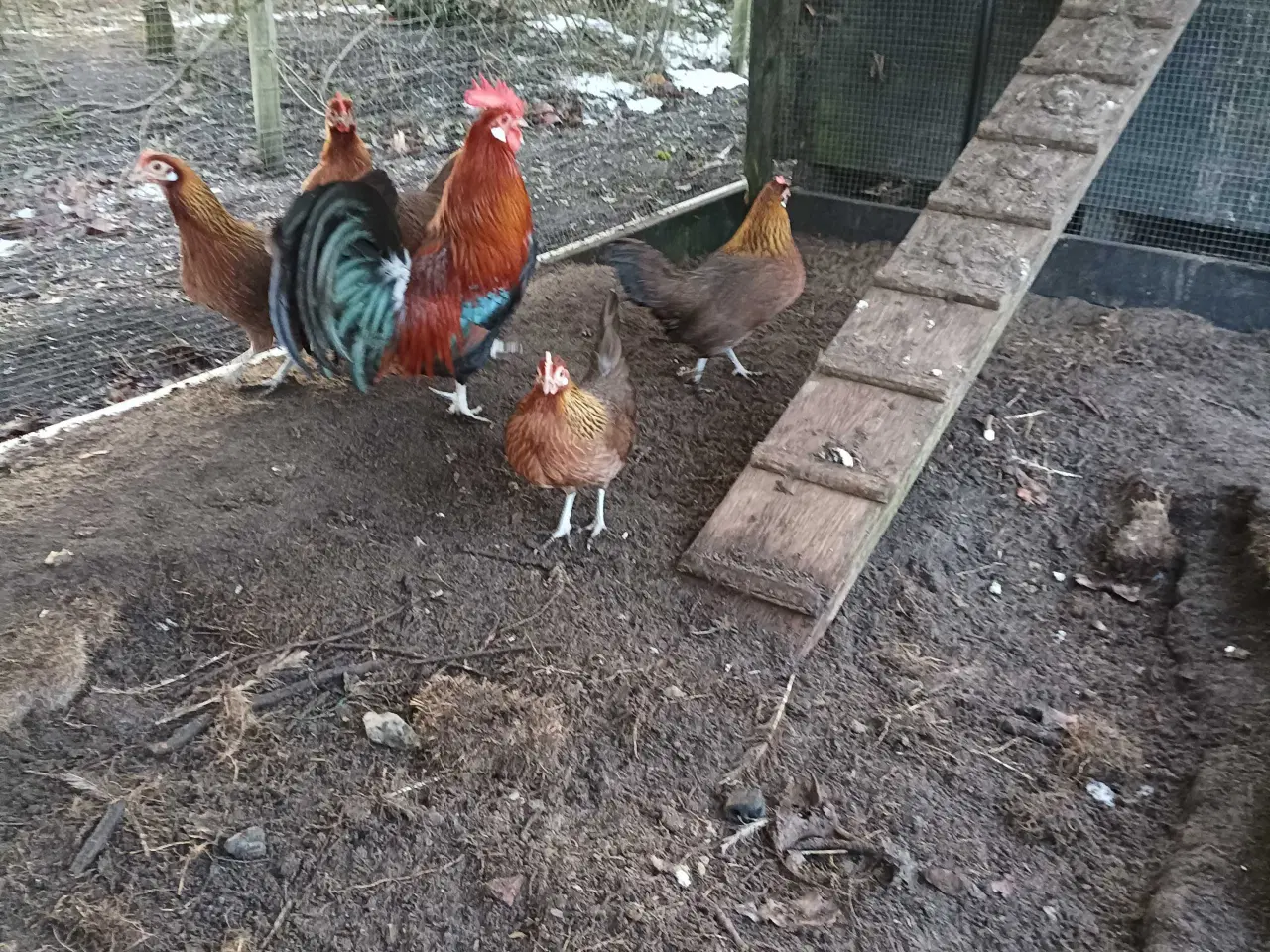 Billede 8 - Danske landhøns dværg
