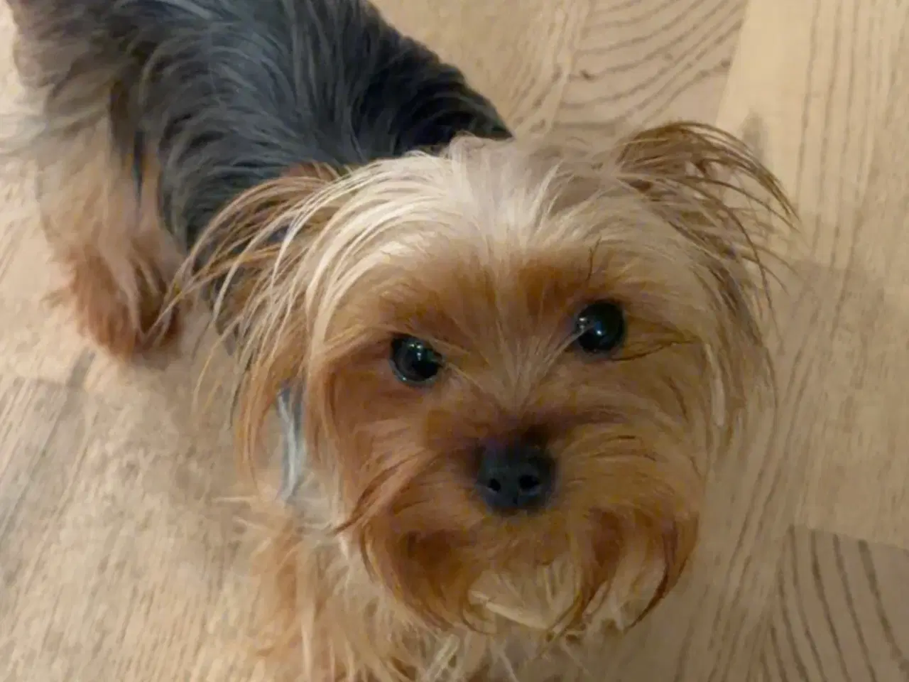 Billede 7 - Skønne Hvalpe 