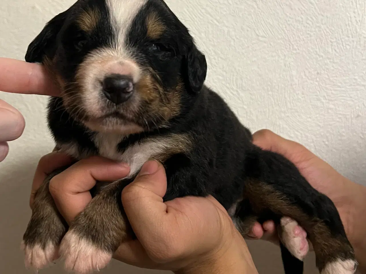 Billede 4 - 🐶 Smukke Mini Berner Sennen hvalpe 🐶 