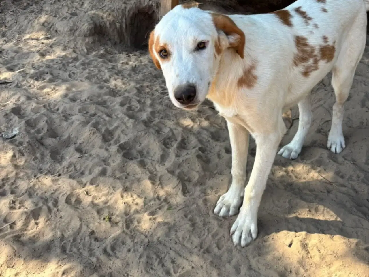 Billede 5 - Smukkeste Falki søger sit helt eget hjem