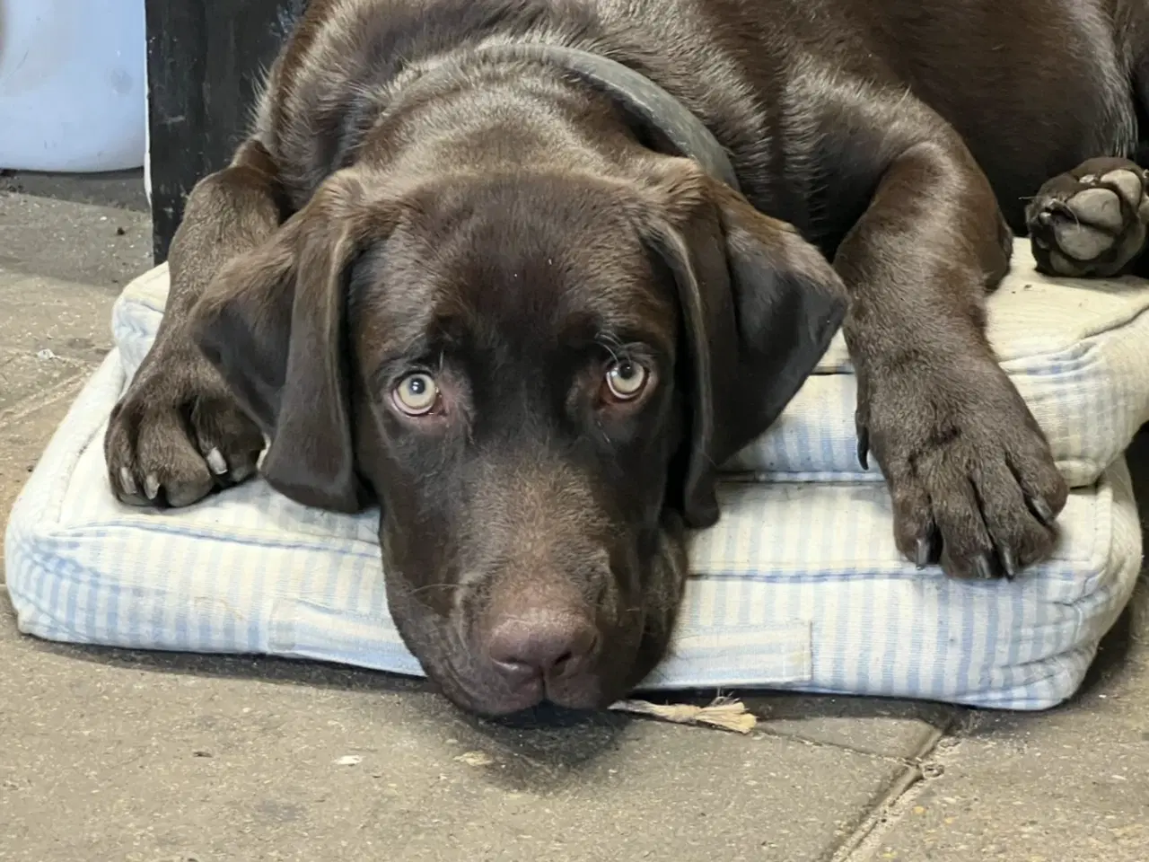 Billede 7 - Brun labrador 