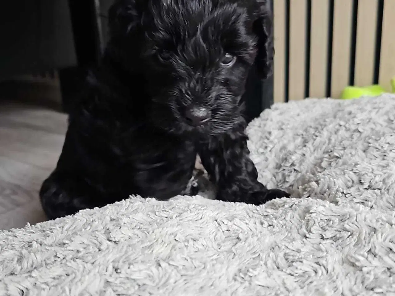 Billede 7 - Cavapoo f1b 