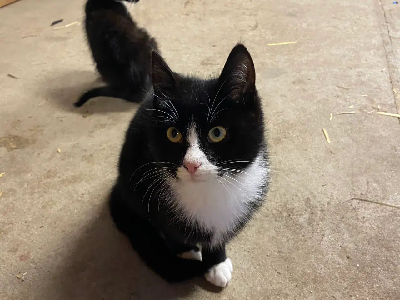 Billede 4 - Kattekillinger søger nyt hjem