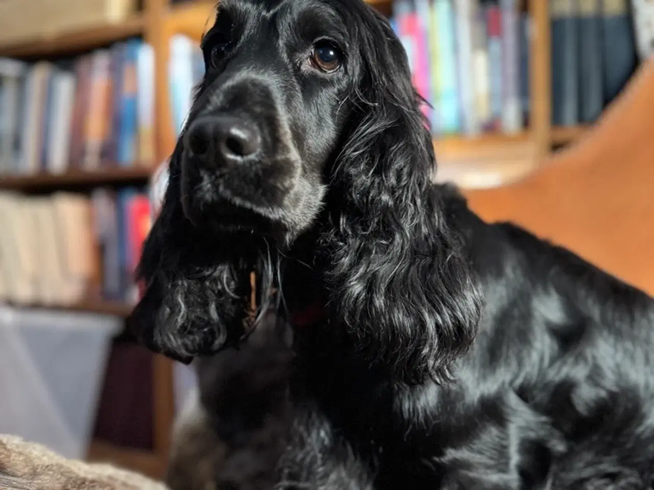 Billede 12 - Cockerdoodle eller Cockapoo. 3 tæver tilbage. 