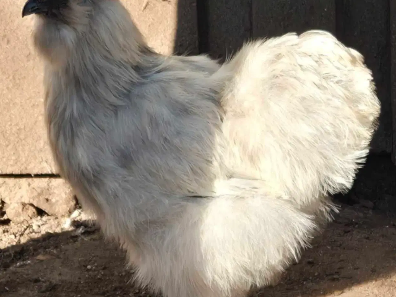 Billede 16 - Kyllinger silkehøns 