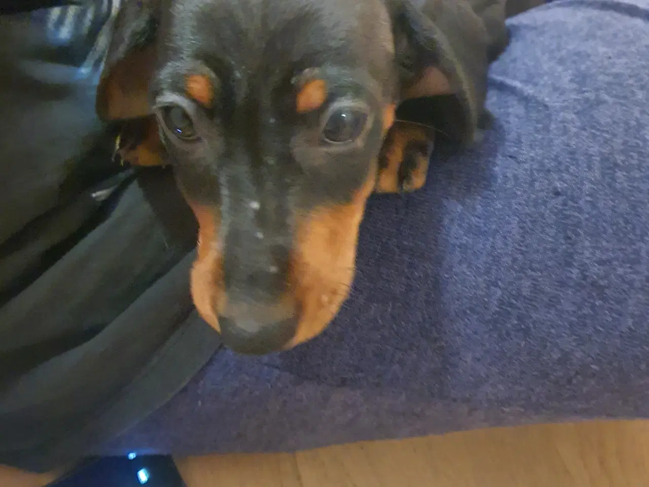 Billede 3 - Mini Gravhunde