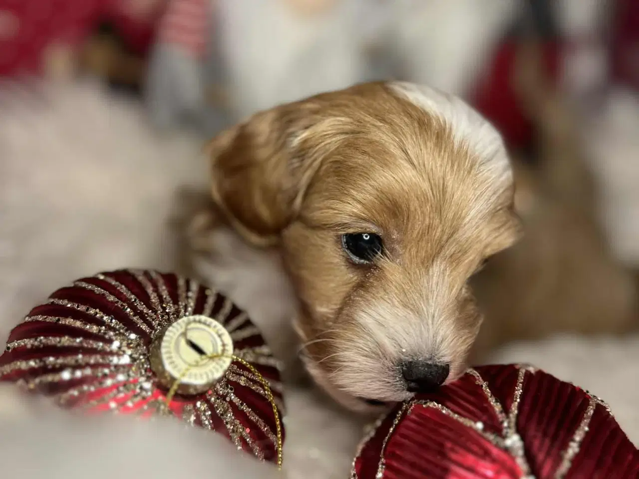 Billede 10 - Maltipoo 