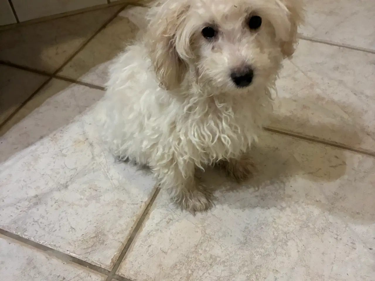 Billede 3 - Puddel blandinger 