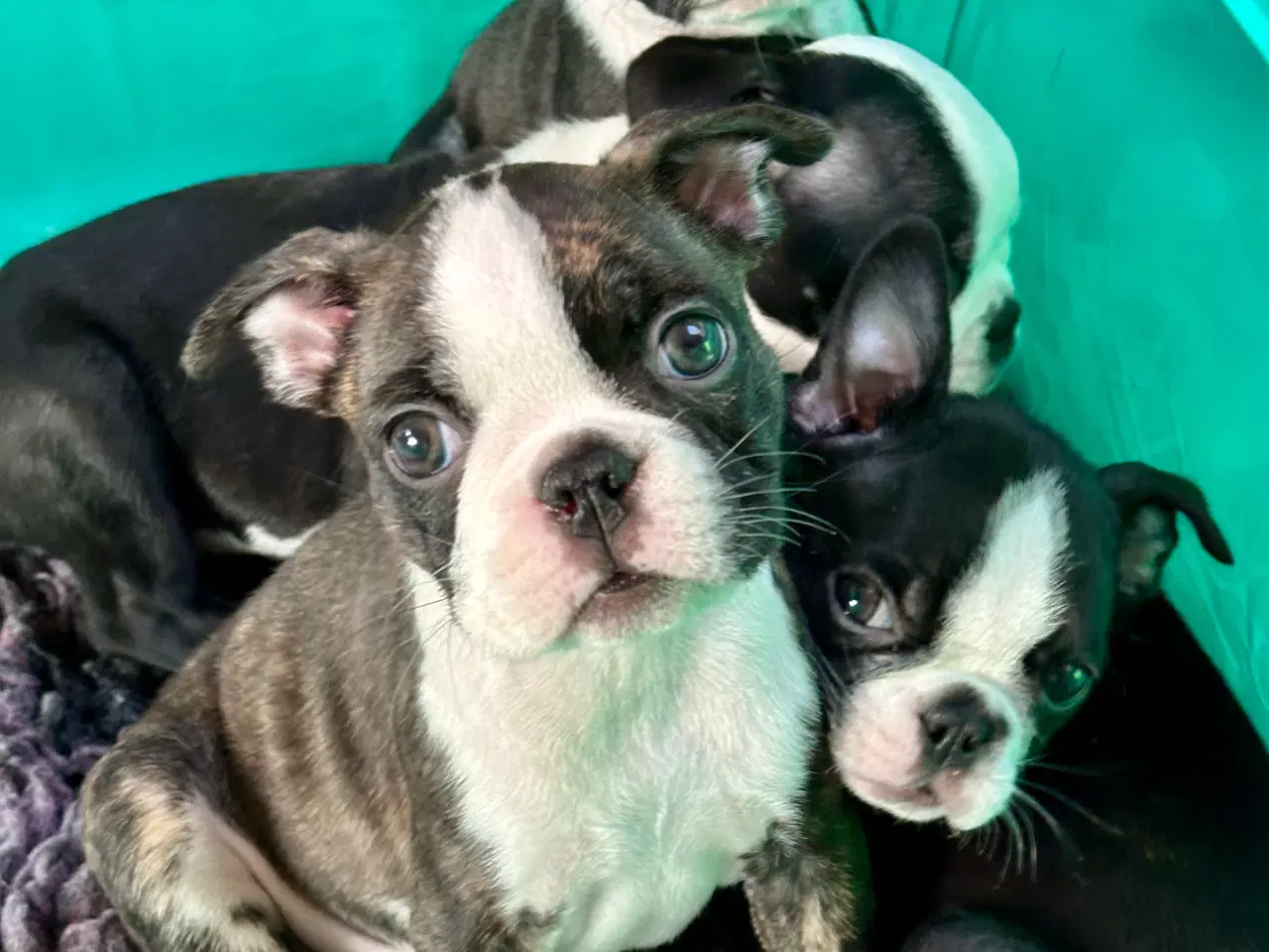 Billede 3 - 🌟 Boston Terrier hvalpe – DKK – Rejseklare