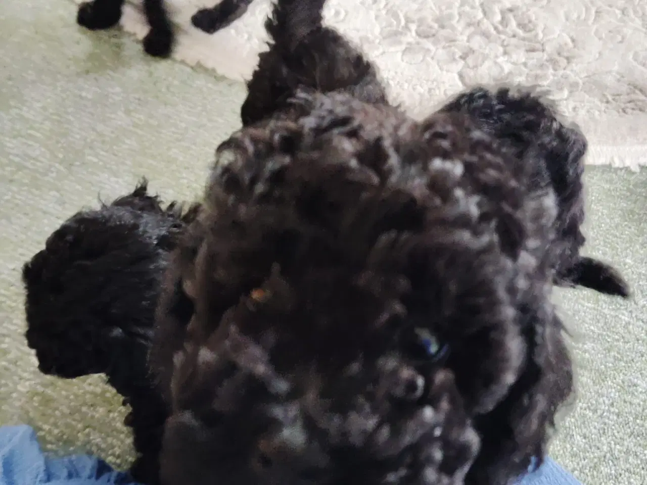 Billede 8 - Puddelhund hvalpe, 2 hunner