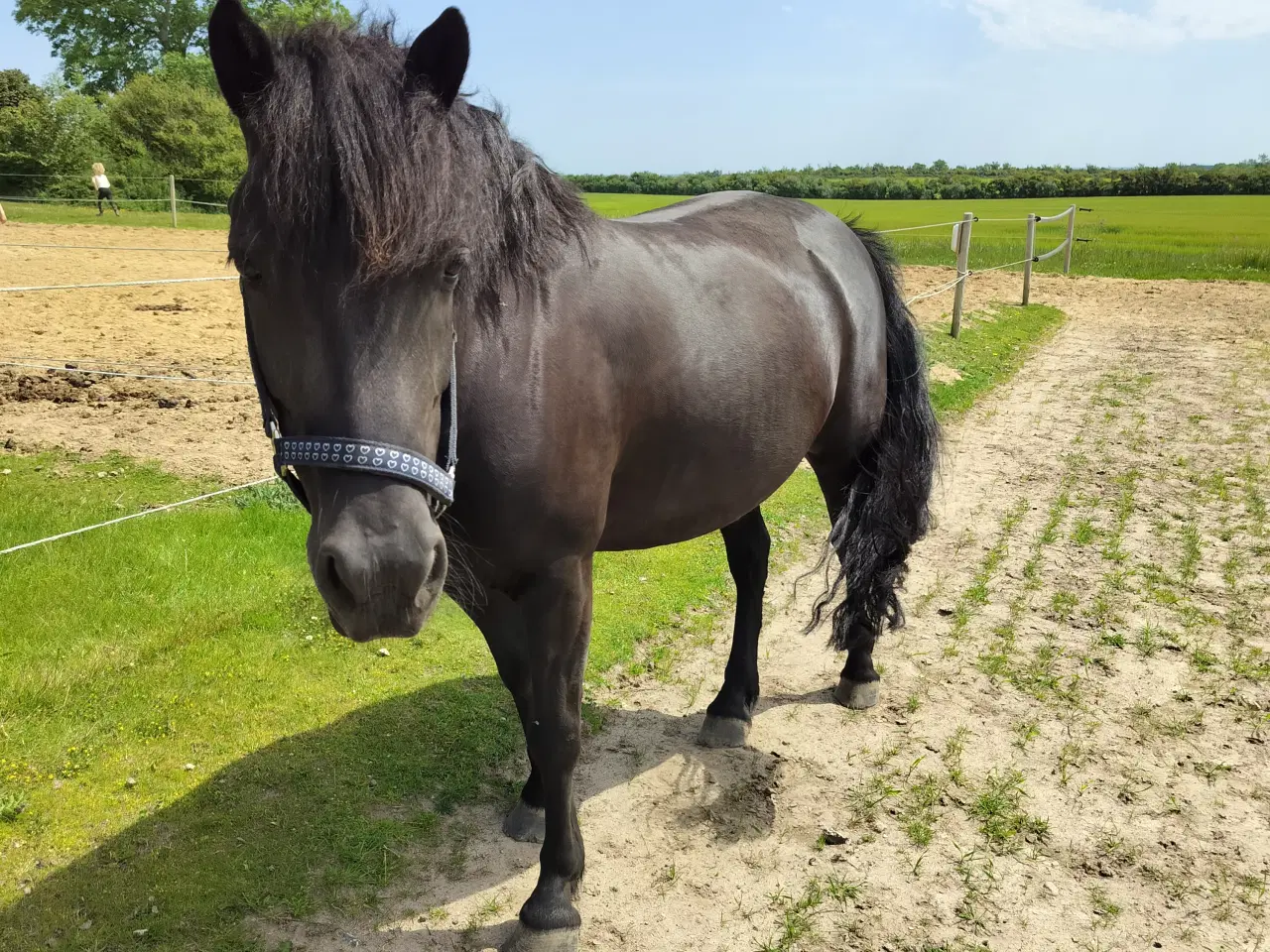 Billede 3 - Sød og ung lll pony