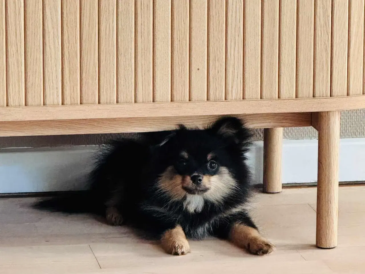 Billede 1 - Pomchi hvalp tæve