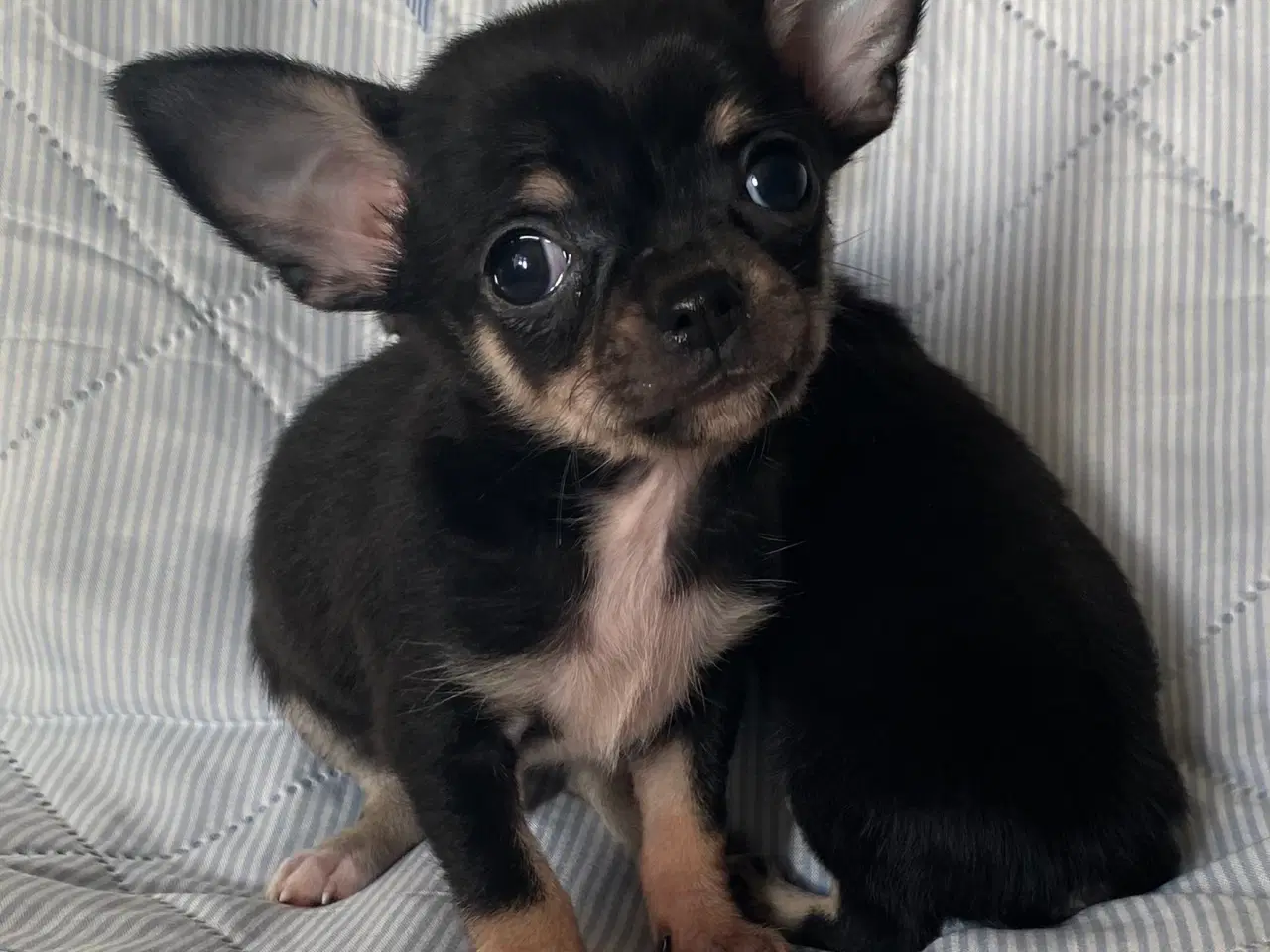 Billede 7 - 3 søde, små hvalpe efter pomeranian og chihuahua