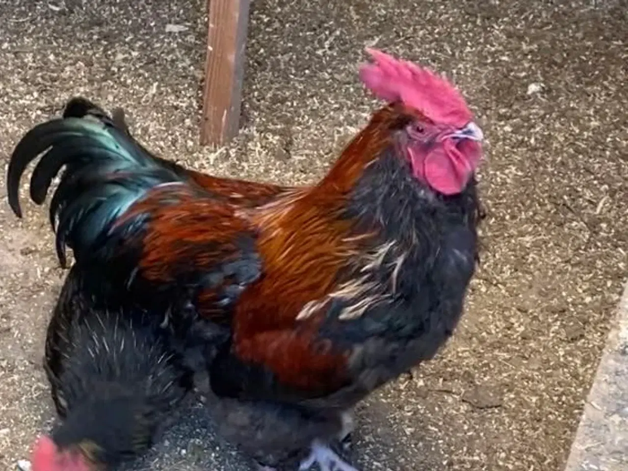 Billede 2 - Brahma Hane sort/guld