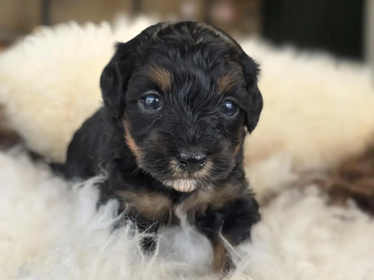 Billede 4 - Maltipoo 