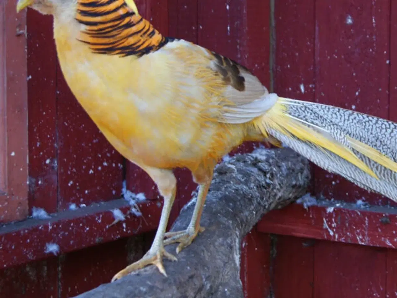 Billede 1 - Guldfasaner