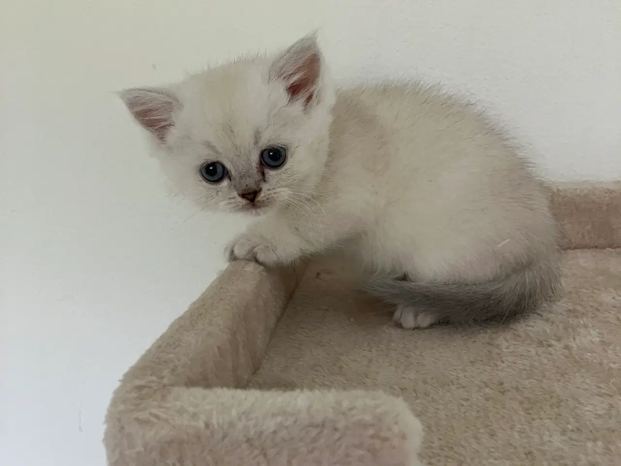 Billede 5 - Perser / British Shorthair