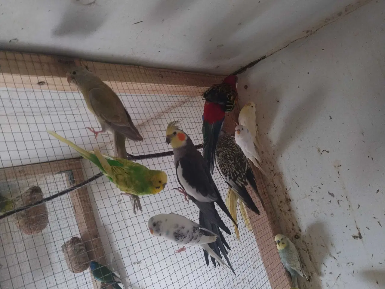 Billede 1 - Fugle købes alle slags