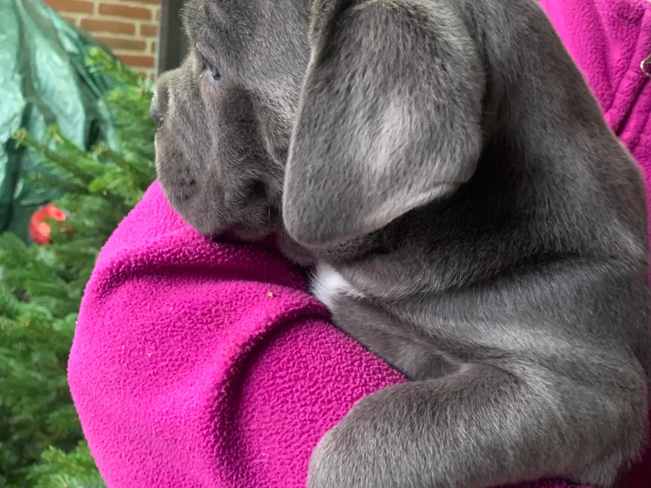 Billede 13 - Cane Corso Italiano hvalpe 