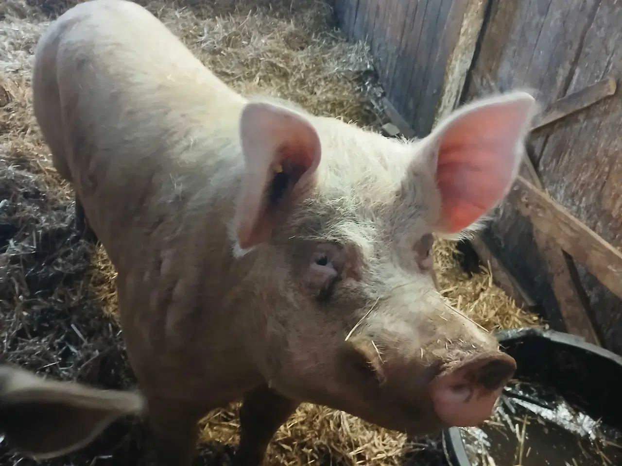 Billede 1 - Grisepjok søger nyt eventyr