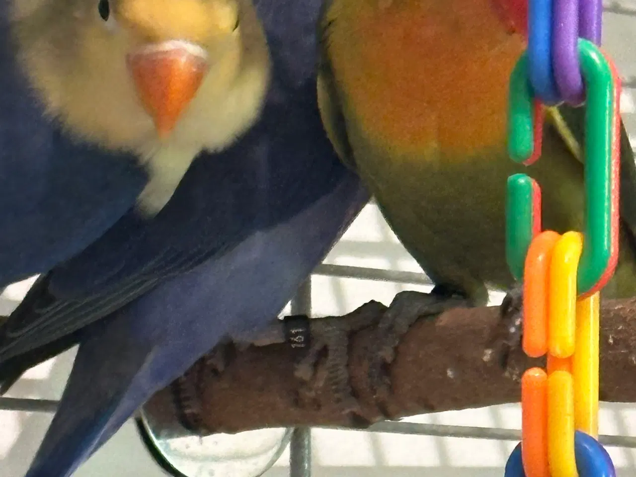 Billede 6 - Dværvpapegøjer