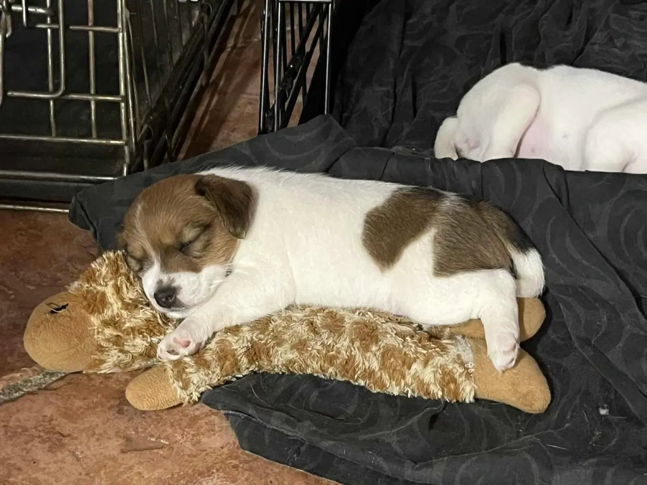 Billede 3 - Jack Russell terrier hvalp