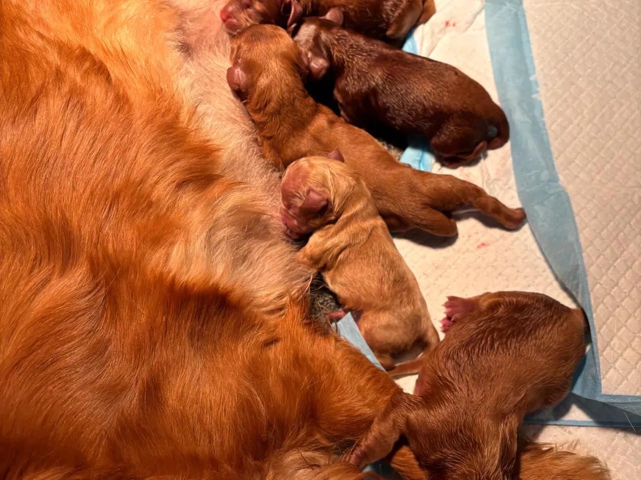 Billede 4 - Helt uimodståelige Cavapoo hvalpe 