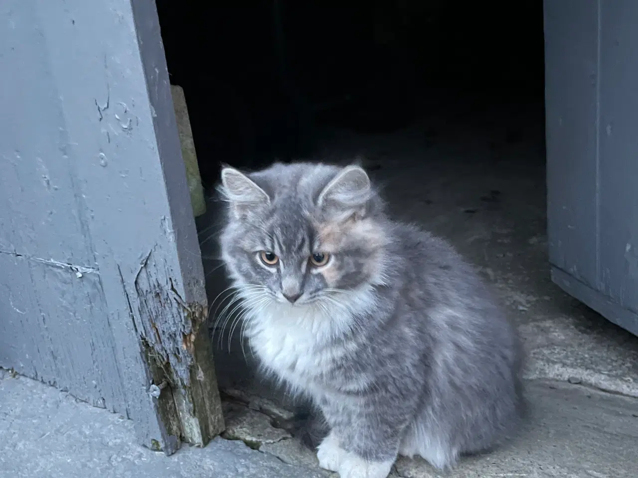 Billede 1 - Kattekillinge blanding af huskat og norsk skovkat