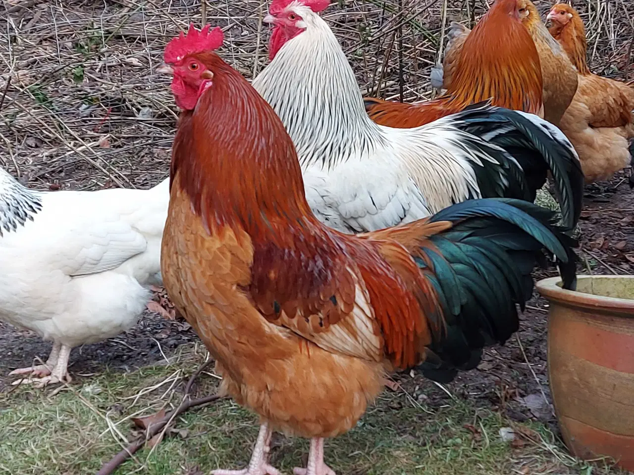 Billede 3 - To flotte haner