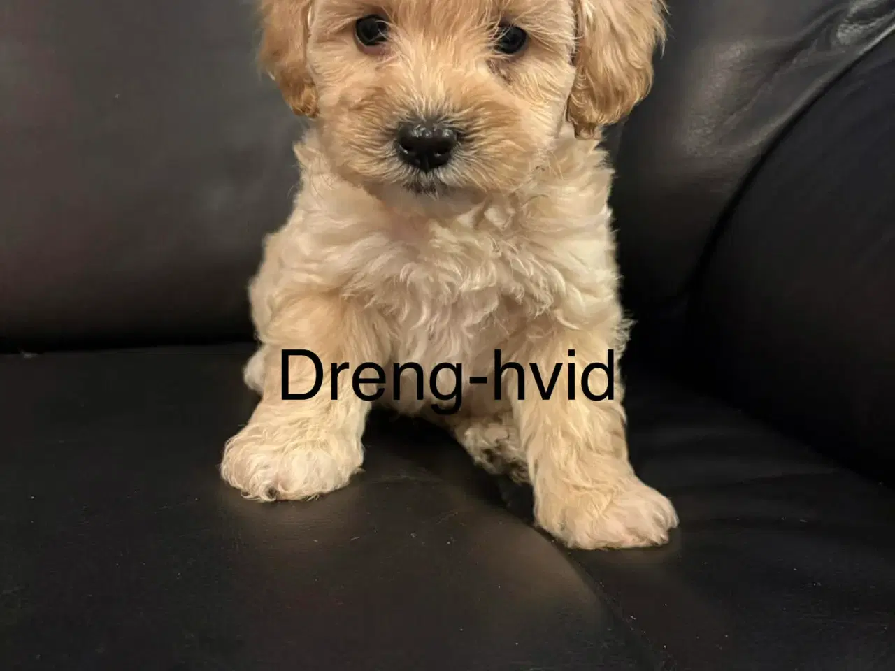 Billede 4 - Mini maltipoo 8 uger